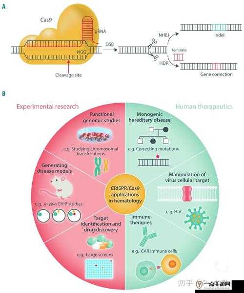 动物 DNA 与人类 DNA 生小孩：探索这一前所未有的科学设想